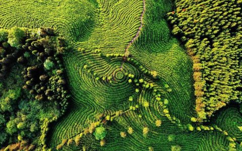 厚植服务沃土　崛起产业森林