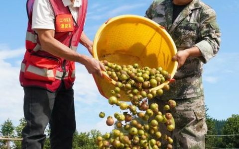 巾帼力量点“绿”成“金” 通山燕金生态农业基地采收油茶果5万斤  ​