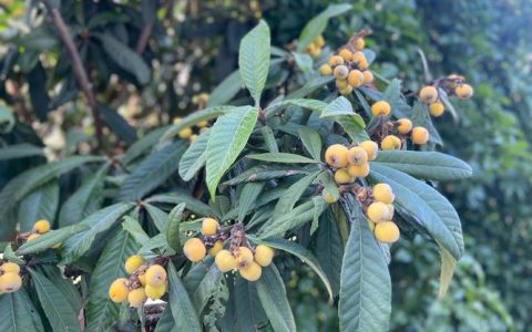 三十年种果  五十岁学直播 “枇杷王”梅前皇的“新农活”