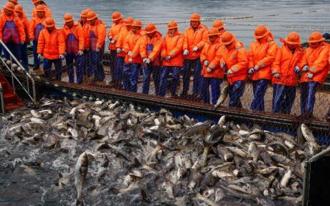 武昌鱼产地仓项目有序推进