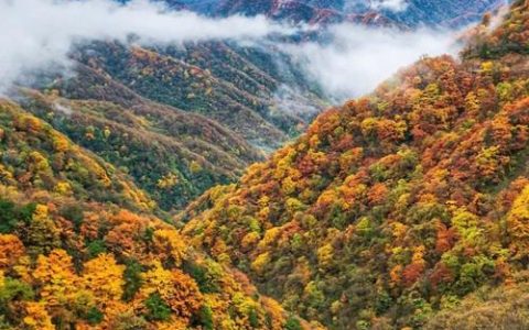 神农架秋景迎来最佳观赏期