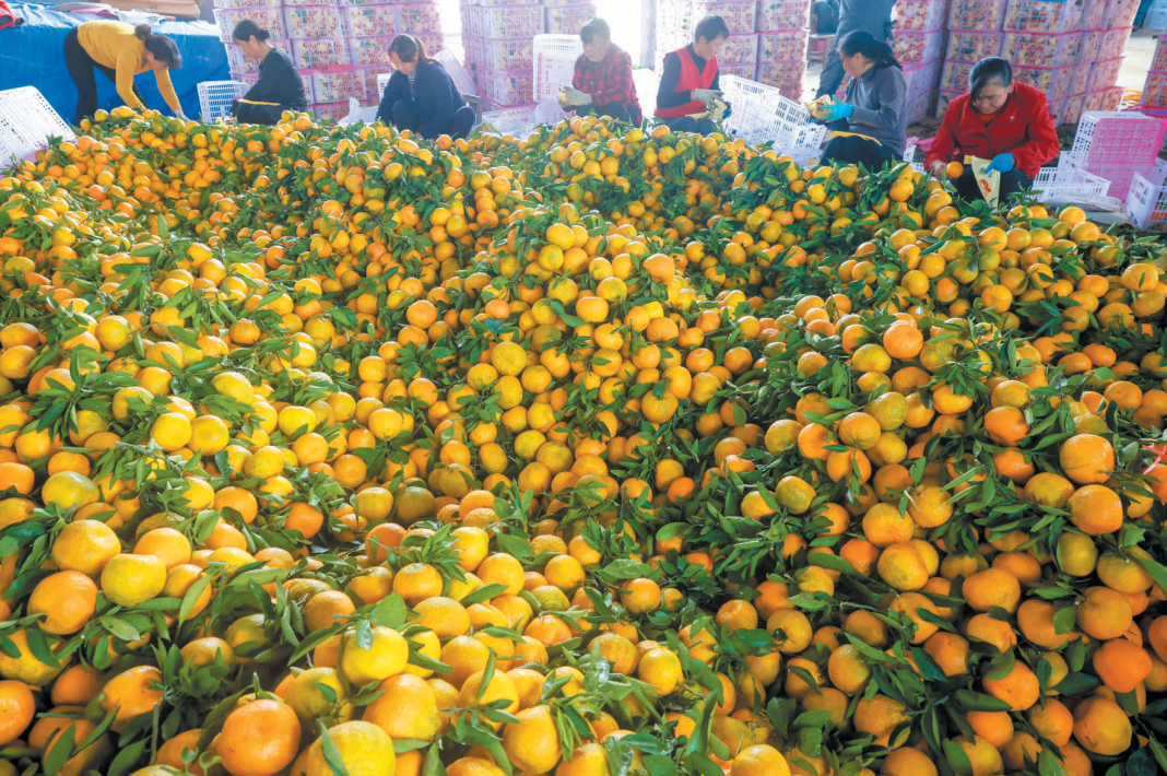 摄影画刊 | 一库碧水万树金