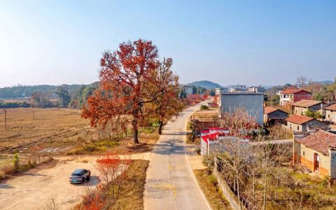 陈场镇：扮靓乡村“颜值”