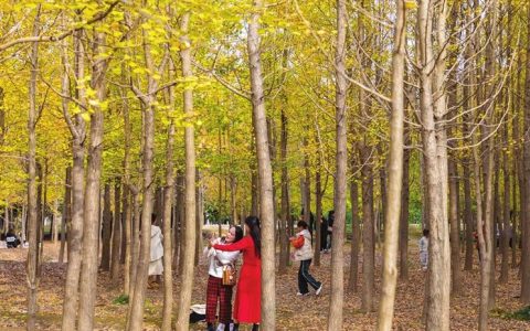 城东桃花岭大道银杏林成为市民郊游的好去处