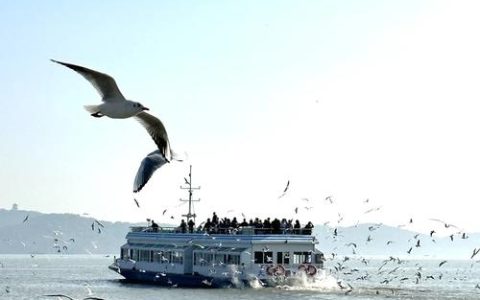 “鸥”来啦！看游船破浪间，红嘴鸥翩跹共舞