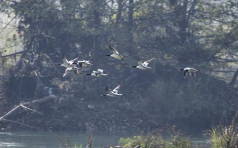 中华秋沙鸭现身天河