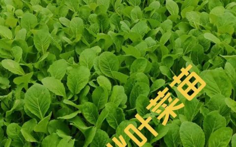 潜江150万株包菜苗长势旺 12月中旬将发往多省市