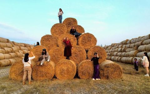 稻田里的“瑞士卷”！后湖这处景观引客来