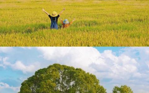 稻浪金秋  艺境共生