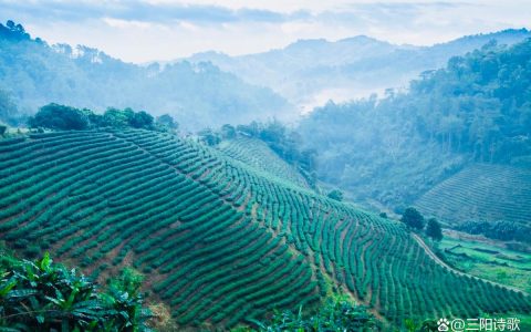 茶田品茗  香泽千里
