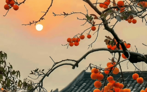 斑斓秋色  柿柿如意