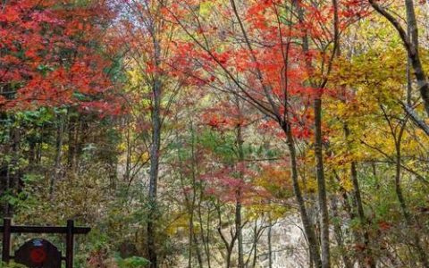 英山桃花冲第九届红叶季浪漫启幕