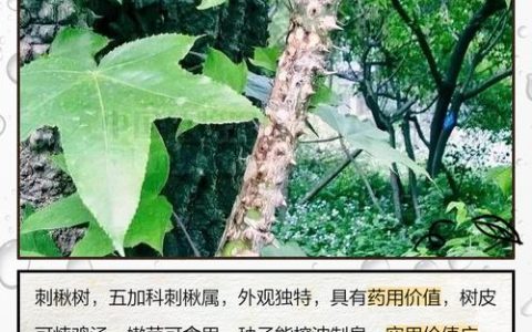 护林员专业养护“活化石” 竹溪560岁刺楸古树焕新生