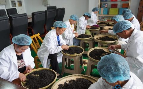 鹤峰县举办茶企职工劳动技能竞赛