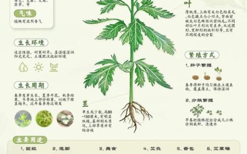 专利赋能 小艾草变身“幸福草”