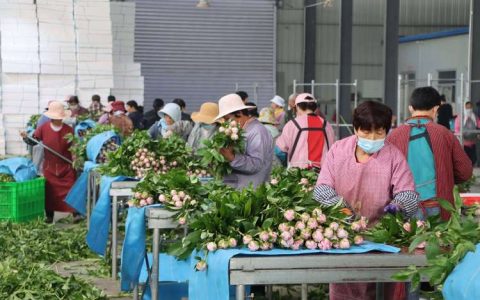 鲜切花俏销 农旅融合添活力