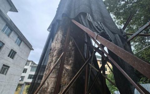 从“活下来”到“火起来” ——黄石市历史建筑活化利用焕新之路