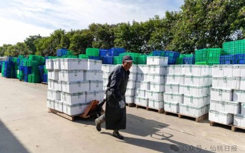 25年深耕“一朵花”！九合垸链动全国大市场