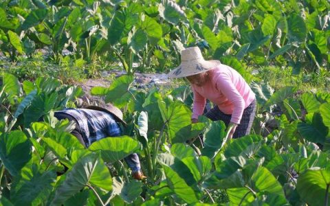 英山县温泉镇大力发展香芋特色种植