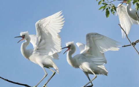 英山县方家咀乡四棵枫村成群白鹭低空盘旋