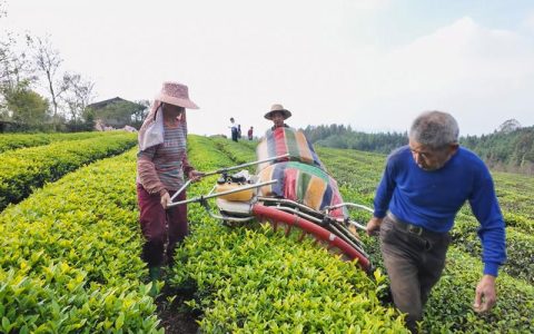 崇阳茶园采摘管护忙