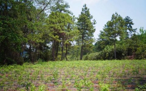 崇阳大坪村：闲置林变“聚宝盆”