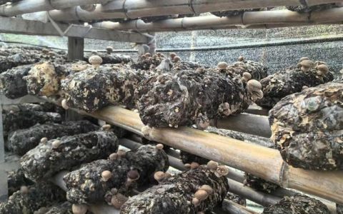 香菇撑开“致富伞”