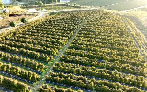 引种培植 拓展产业 通城60亩紫山药丰收