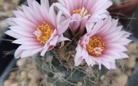 体教融合培育娇艳“冠军花”