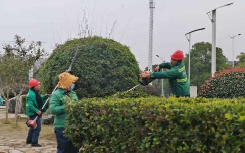 通城启动冬季护绿行动  护航绿植越冬