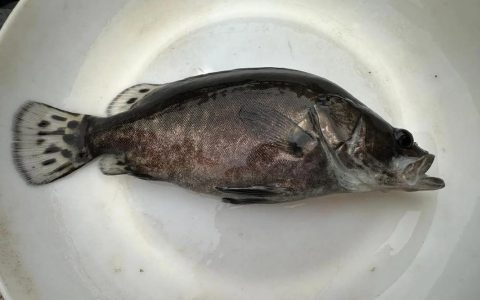 “虾鳜轮养”效益高