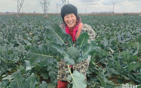 1600亩西蓝花迎来采收季