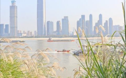 芦花盛放 汉口江滩迎来冬日盛景