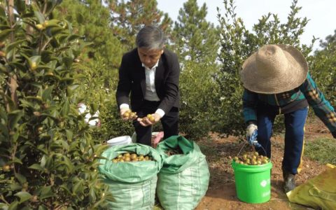 四望镇万亩油茶富农家