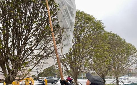 黄州区为冬季路树披上“防护衣”