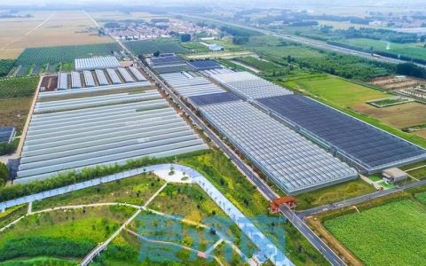 信用筑基 “四链”融合 嘉鱼蔬菜产业借“链”壮大