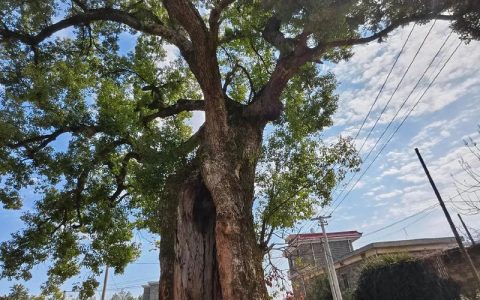 嘉鱼县高铁岭镇新庄村：为千年古樟“梳妆” 为乡村文脉“护航”