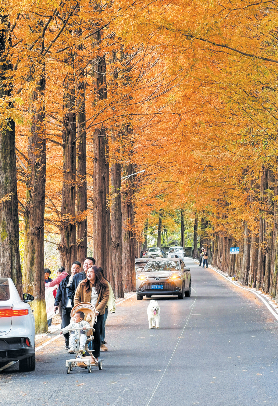 摄影画刊 | 道路串美景 一步一芳华