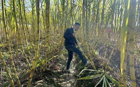 从高薪白领到田埂农人 张玉虎的“甜蜜创业记”