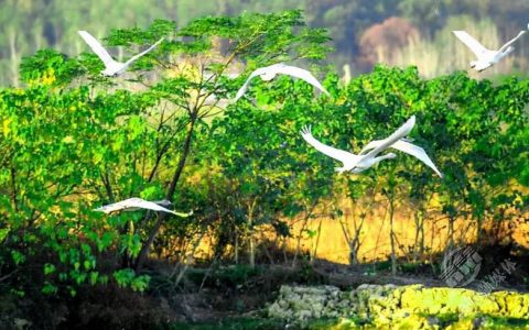 共绘生态美景 赤壁黄盖湖迎数万只越冬候鸟