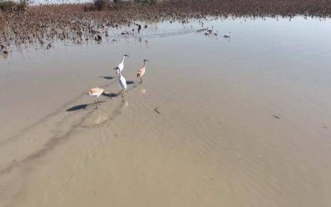 赤壁黄盖湖迎数万只越冬候鸟