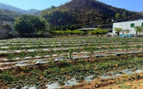 崇阳创新推行立体套种模式 让闲置地变“聚宝盆”