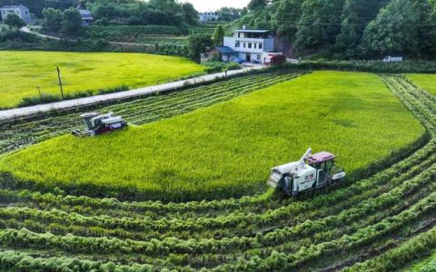 通山四千亩示范片推行科技追肥 农业“绿色革命”润沃野绘新景