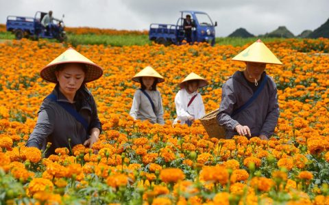 通山县燕厦乡60亩菊花迎丰收 特色产业助力村集体年增收超10万元