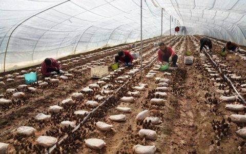 临江乡新港村小香菇撑起“致富伞”