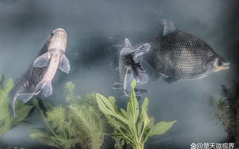 鄂州武昌鱼惊艳亮相进博会