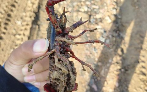 修“便道”解民忧 打通龙虾“鲜行路”