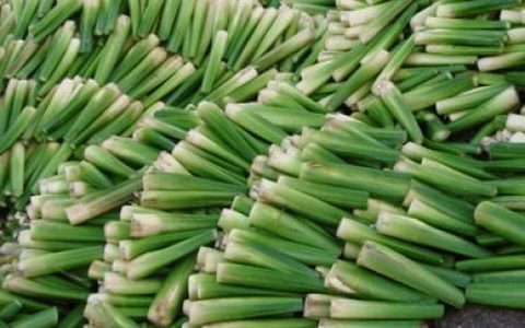 泰丰街道葛柘村秋玉米丰收奏响绿色增收曲