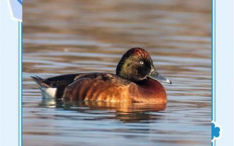 从“稀客”到“老熟人”青头潜鸭成返湾湖“常驻嘉宾”