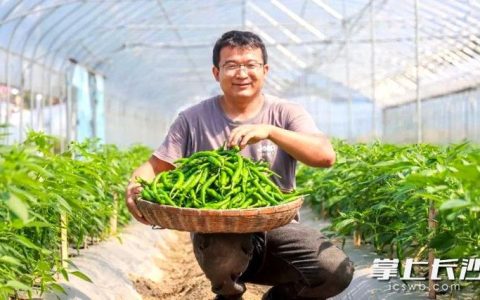 [湖北日报]菜园子变钱袋子 3万亩西蓝花错峰上市 亩均收益超5000元